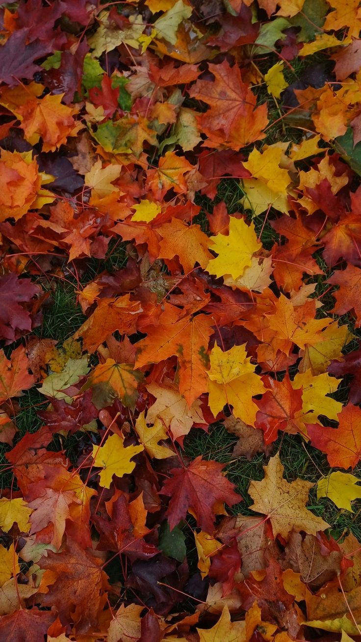Fondo Atamarie
